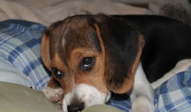 Beagle Information with Pictures - PuppyWire