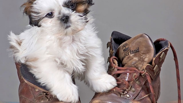 Shih Tzu Breed Information with Pictures - PuppyWire