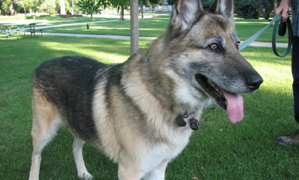 Training Tips for German Shepherd Dogs - PuppyWire